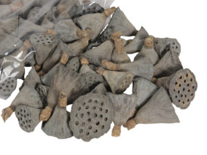 Dried Lotus Heads