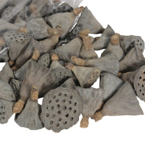 Dried Lotus Heads