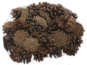 Dried Pinecones