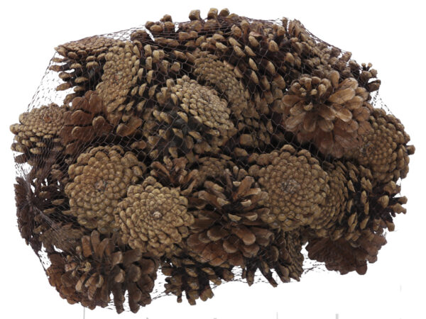 Dried Pinecones