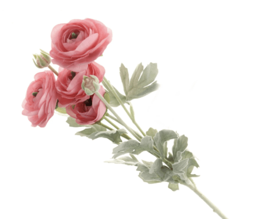 Single Stem & Sprays